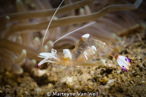 A magnificent partner shrimp with eggs with little eyes v... by Marteyne Van Well 